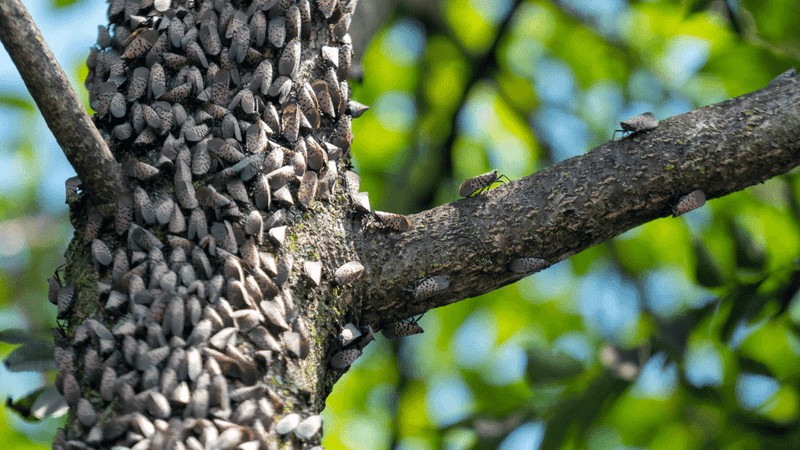 Spotted Lanternfly Uses This Tree As A Favorite Host Spotted Lanternfly Uses This Tree As A Favorite Host
