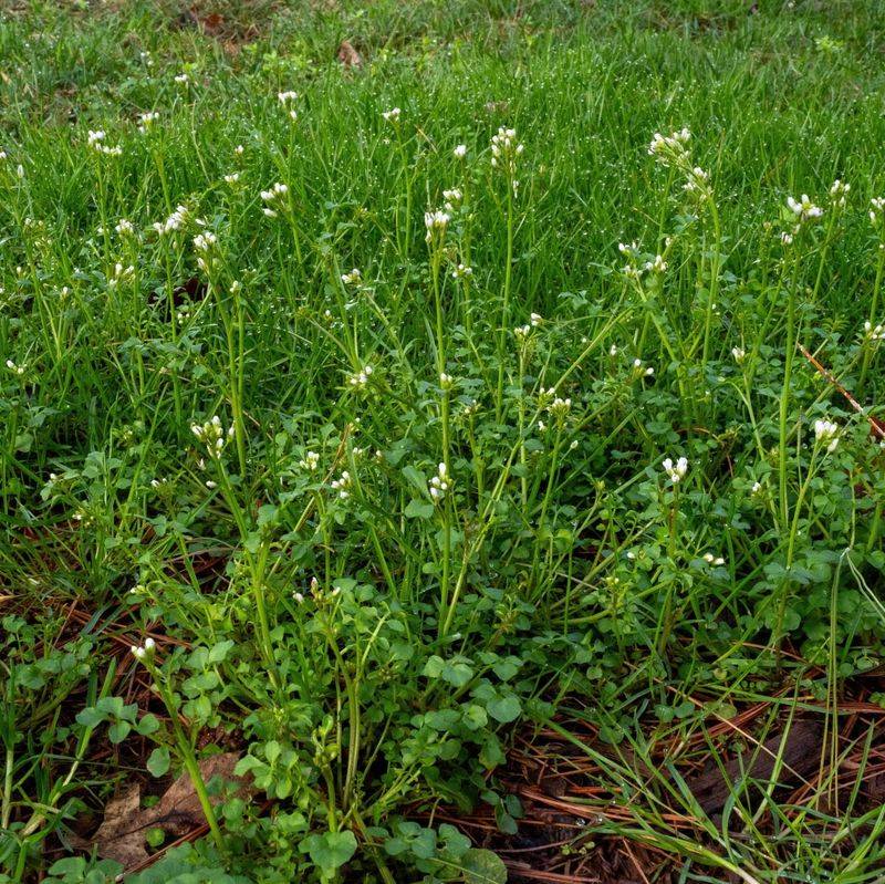 Spotted Spurge Slips Under Groundcovers Before You Notice
