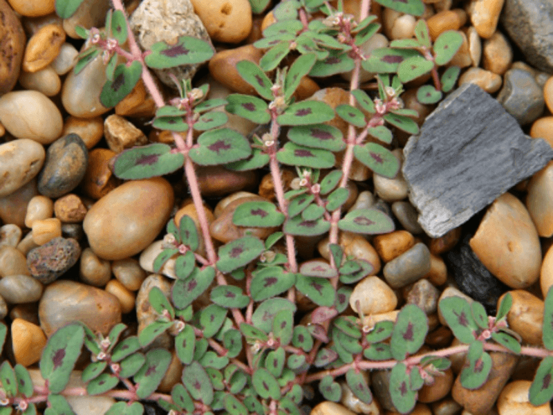 Spotted Spurge Spreads Incredibly Fast Spotted Spurge Spreads Incredibly Fast