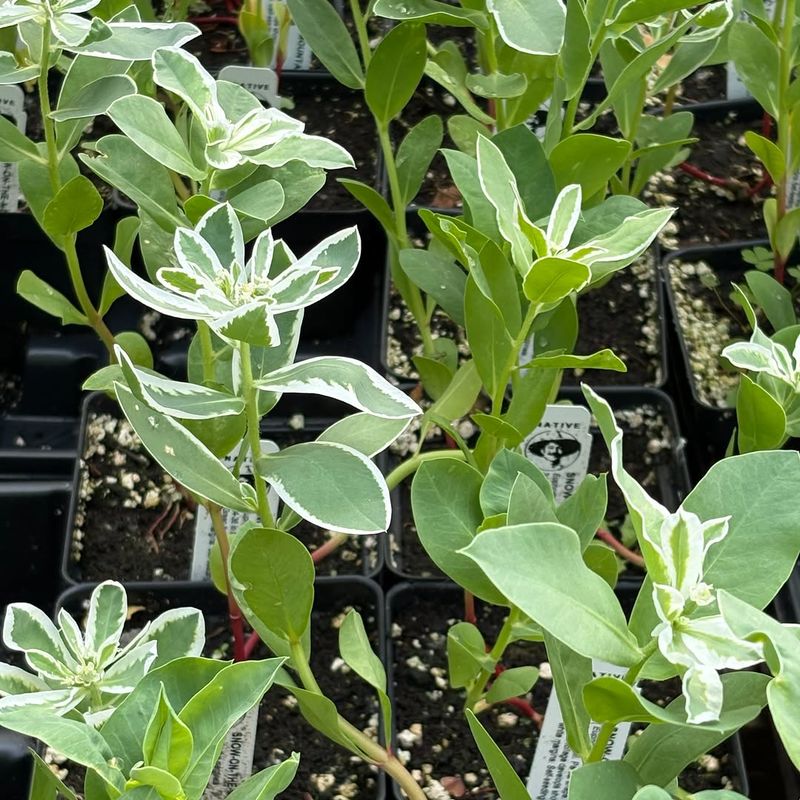 Spotted Spurge 