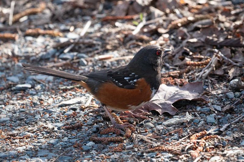 Spotted Towhees Scratch Under Shrubs
