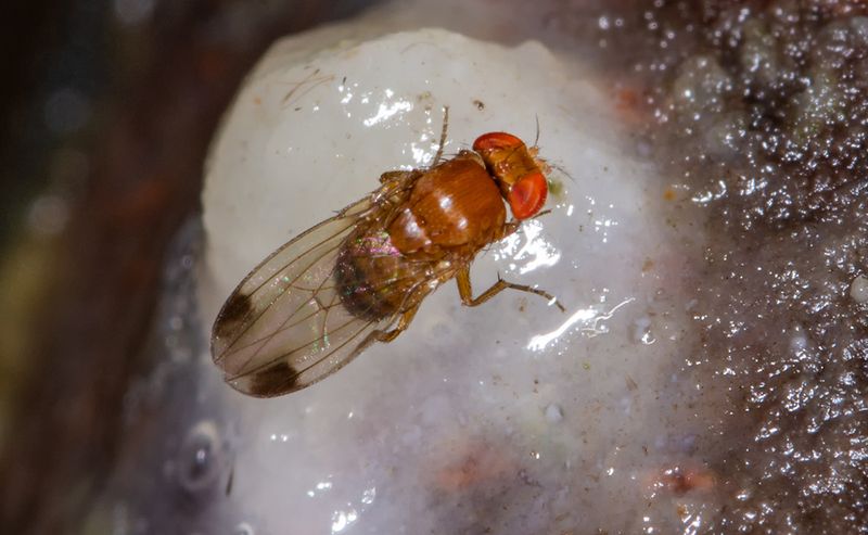 Spotted Wing Drosophila Targets Soft Fruit Spotted Wing Drosophila Targets Soft Fruit