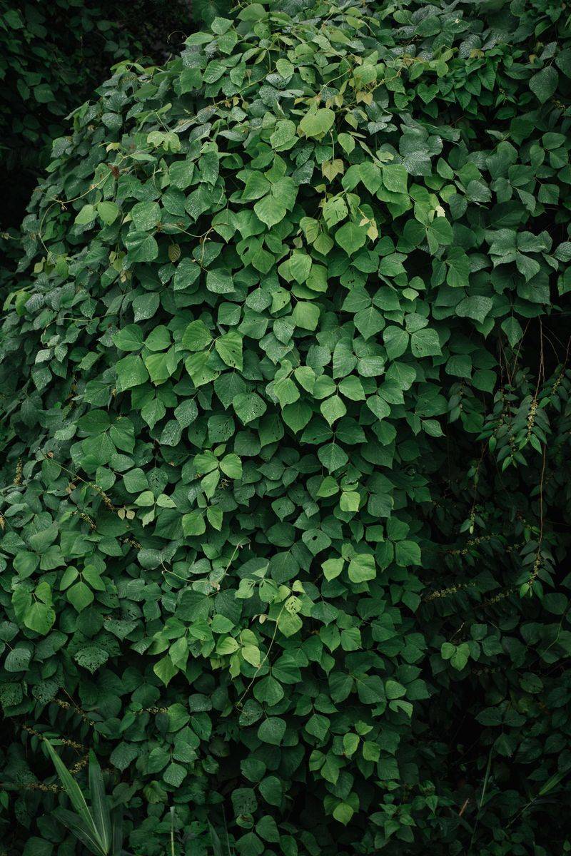 Spotting Kudzu Early Before It Spreads Further