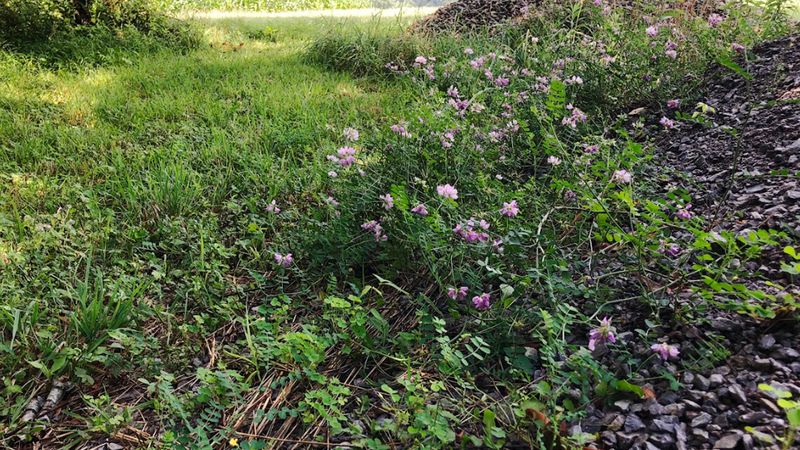 Sprawling Mats Start Covering Open Ground
