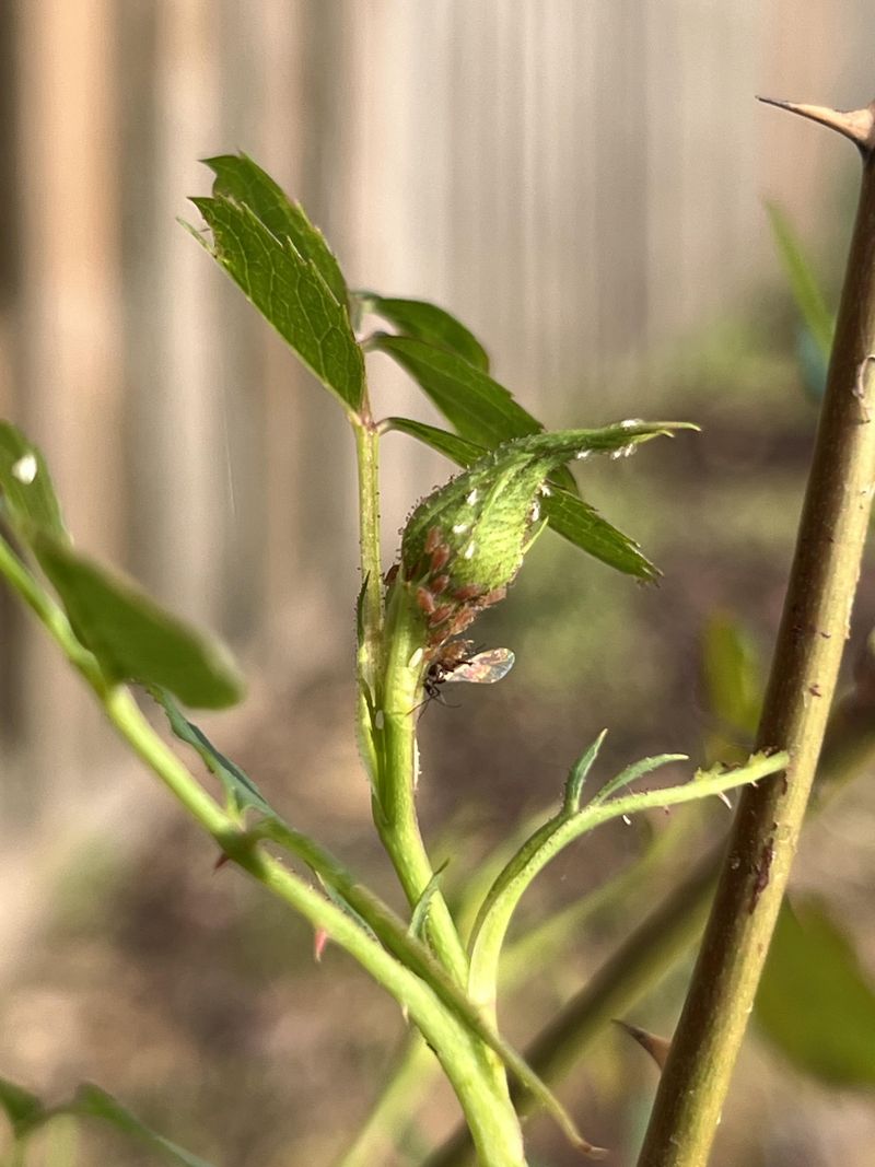 Spray Aphids Off With A Strong Stream Of Water