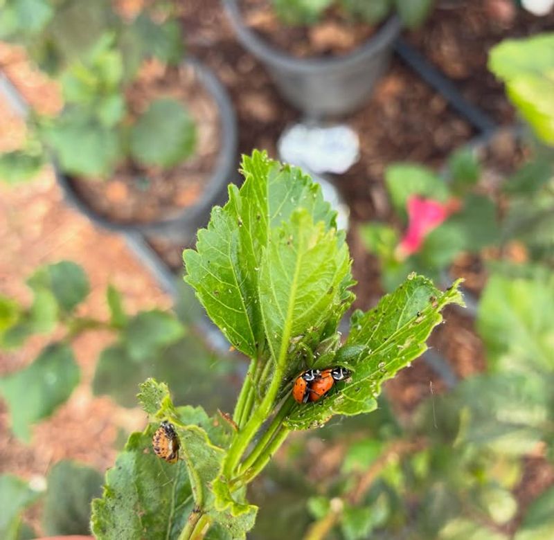 Spraying Broad-Spectrum Insecticides Too Often Spraying Broad-Spectrum Insecticides Too Often