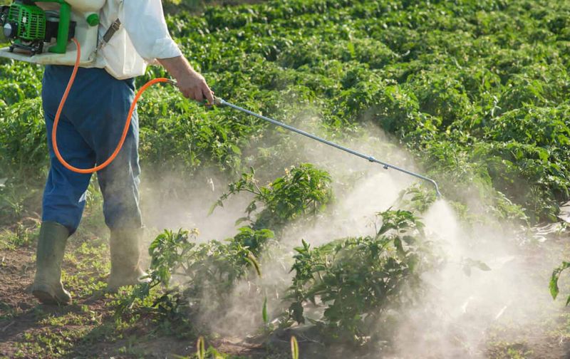 Spraying By Calendar Starts The Cycle