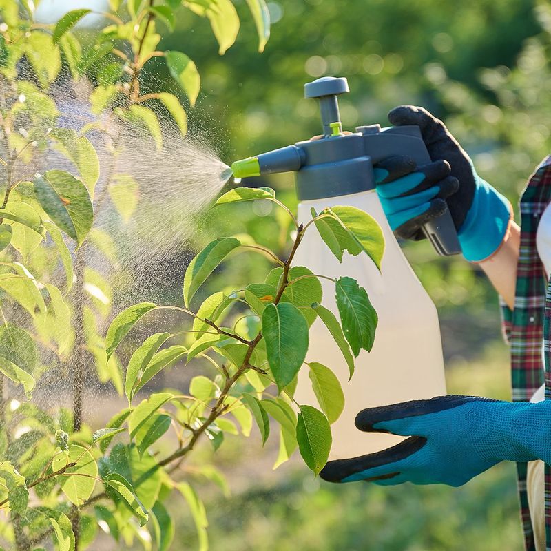 Spraying Too Late Often Misses The Crawlers Spraying Too Late Often Misses The Crawlers
