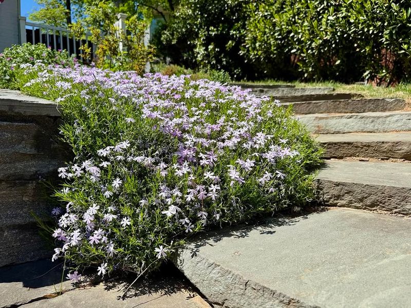 Spread Creeping Phlox Across Sunny Lawn Edges Spread Creeping Phlox Across Sunny Lawn Edges