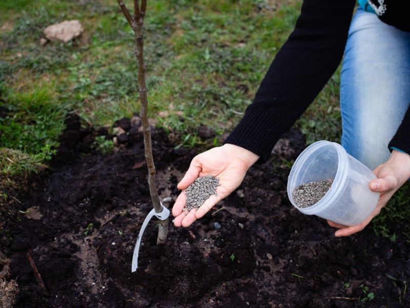 Spread Granules Well Beyond The Trunk
