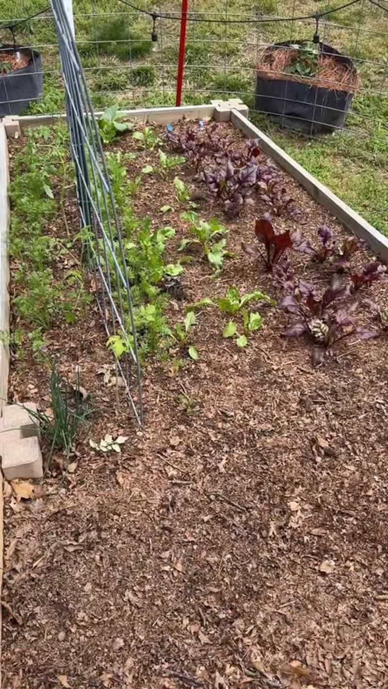 Spread Mulch Evenly Across The Soil Surface