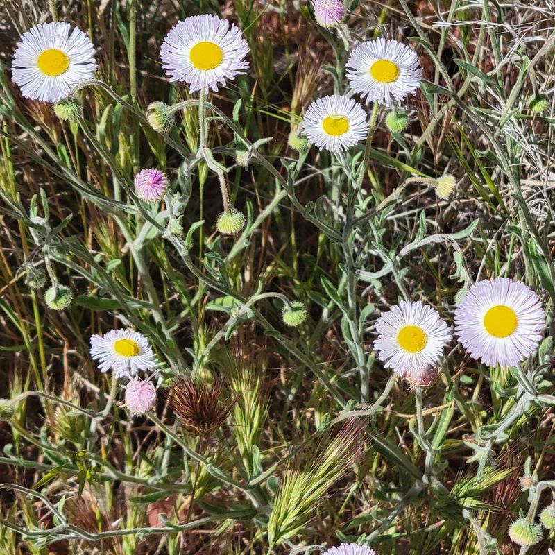 Spreading Fleabane Covers Open Areas With Ease Spreading Fleabane Covers Open Areas With Ease