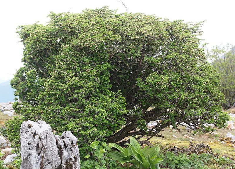 Spreading Roots Make Barberry Hard To Control