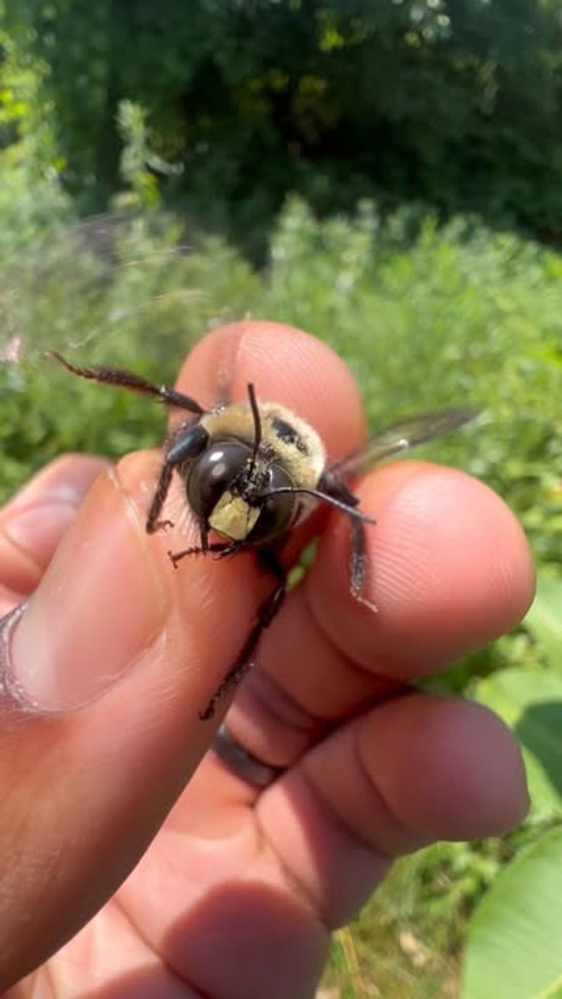 Spring And Early Summer Is Their Most Active Season