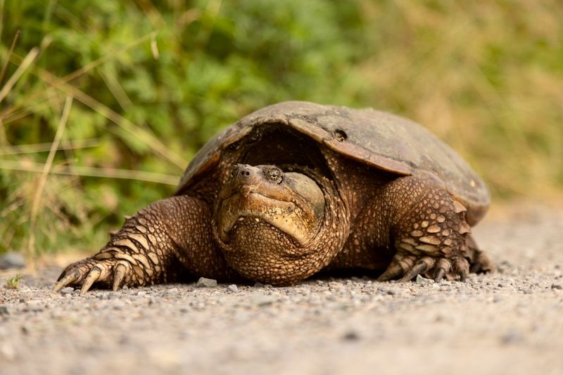 Spring And Early Summer Make Turtle Sightings More Likely Spring And Early Summer Make Turtle Sightings More Likely