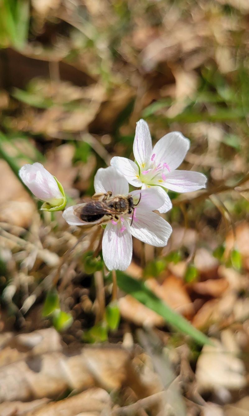 Spring Beauty Belongs In Lawns That Rest Before Mowing