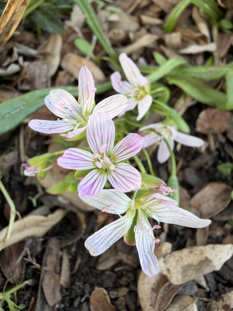 Spring Beauty