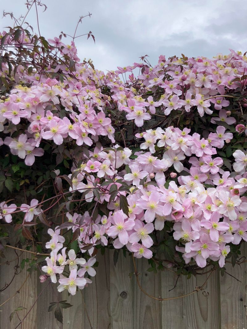 Spring Bloomers Flower On Last Year's Wood