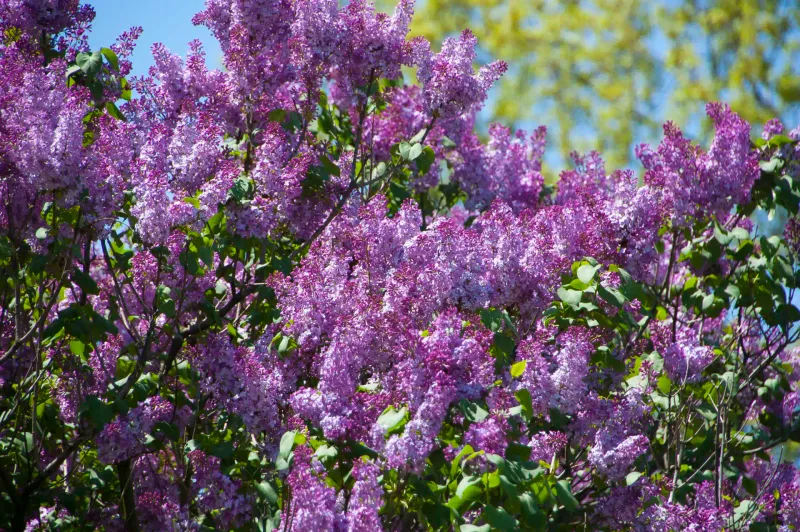 Spring-Blooming Shrubs Should Not Be Cut After Buds Begin Forming Spring-Blooming Shrubs Should Not Be Cut After Buds Begin Forming