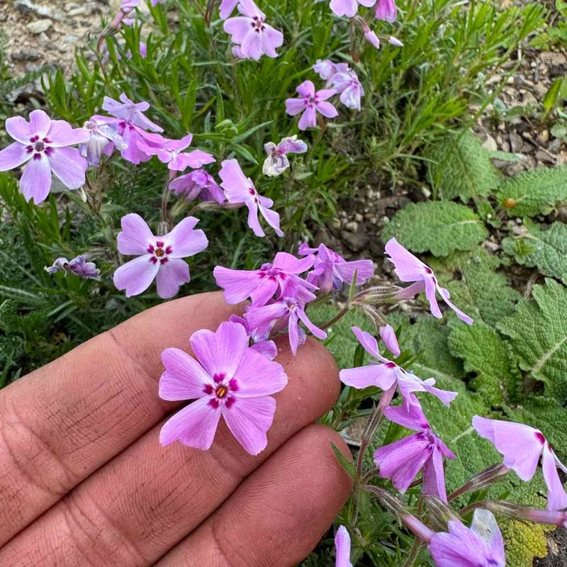 Spring Blooms Make Slopes Look Softer