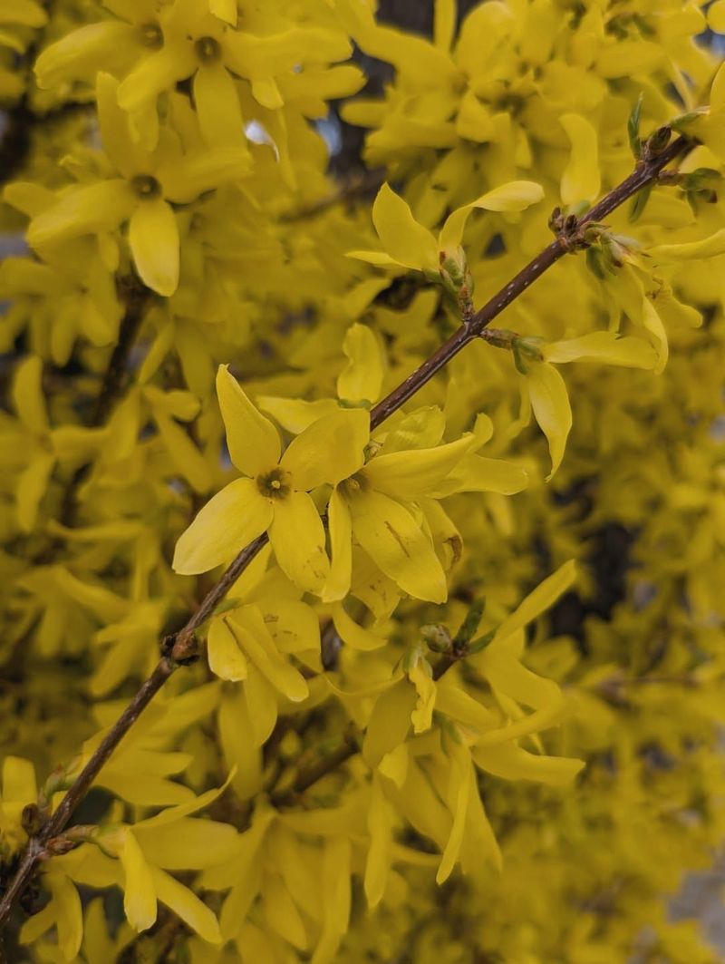 Spring-Flowering Shrubs Can Be Shaped After Bloom