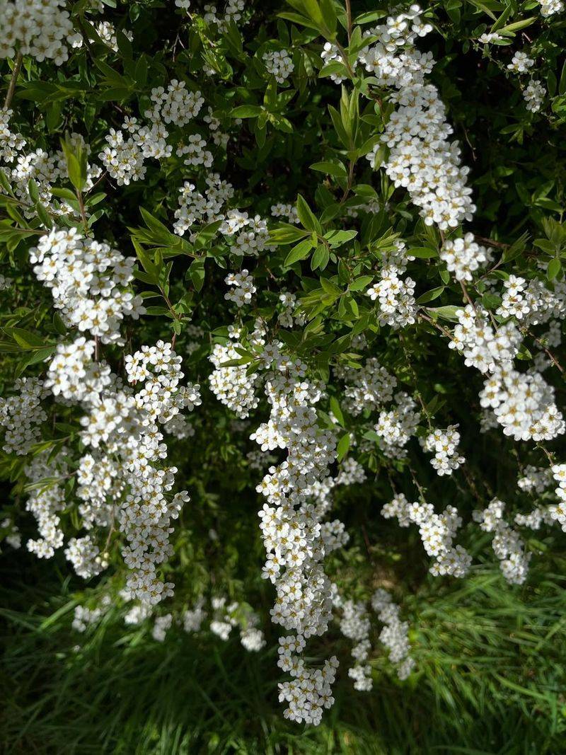 Spring Flowering Spireas Lose Developing Buds