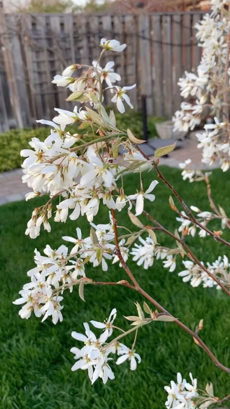 Spring Flowers Add Early Garden Beauty