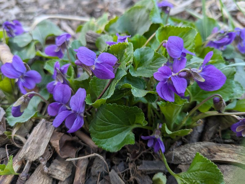 Spring Flowers Feed Early Native Pollinators