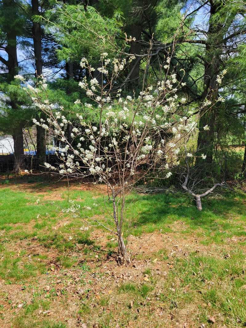 Spring Flowers Need Older Branches