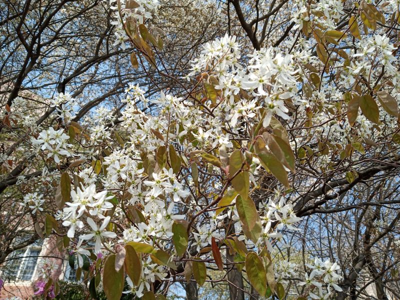Spring Flowers Smell Far Sweeter Spring Flowers Smell Far Sweeter