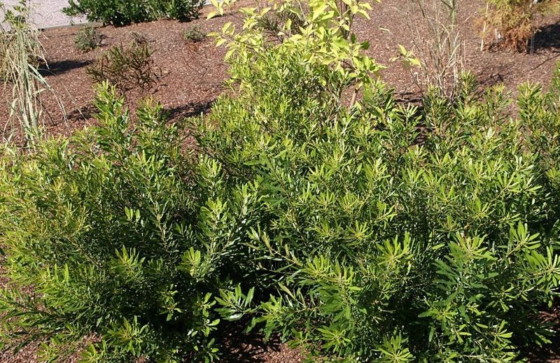 Spring Flowers Support The Insect Food Web