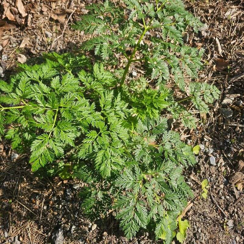 Spring Growth Makes Young Plants Easy To Miss Spring Growth Makes Young Plants Easy To Miss