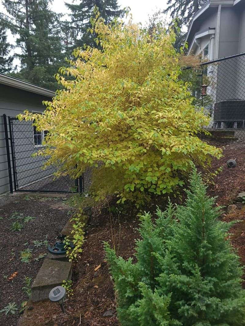 Spring Pruning Keeps Young Stems Bright