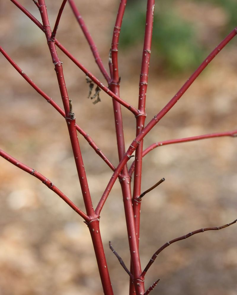 Spring Renewal Cuts Keep The Red Color Strong Spring Renewal Cuts Keep The Red Color Strong