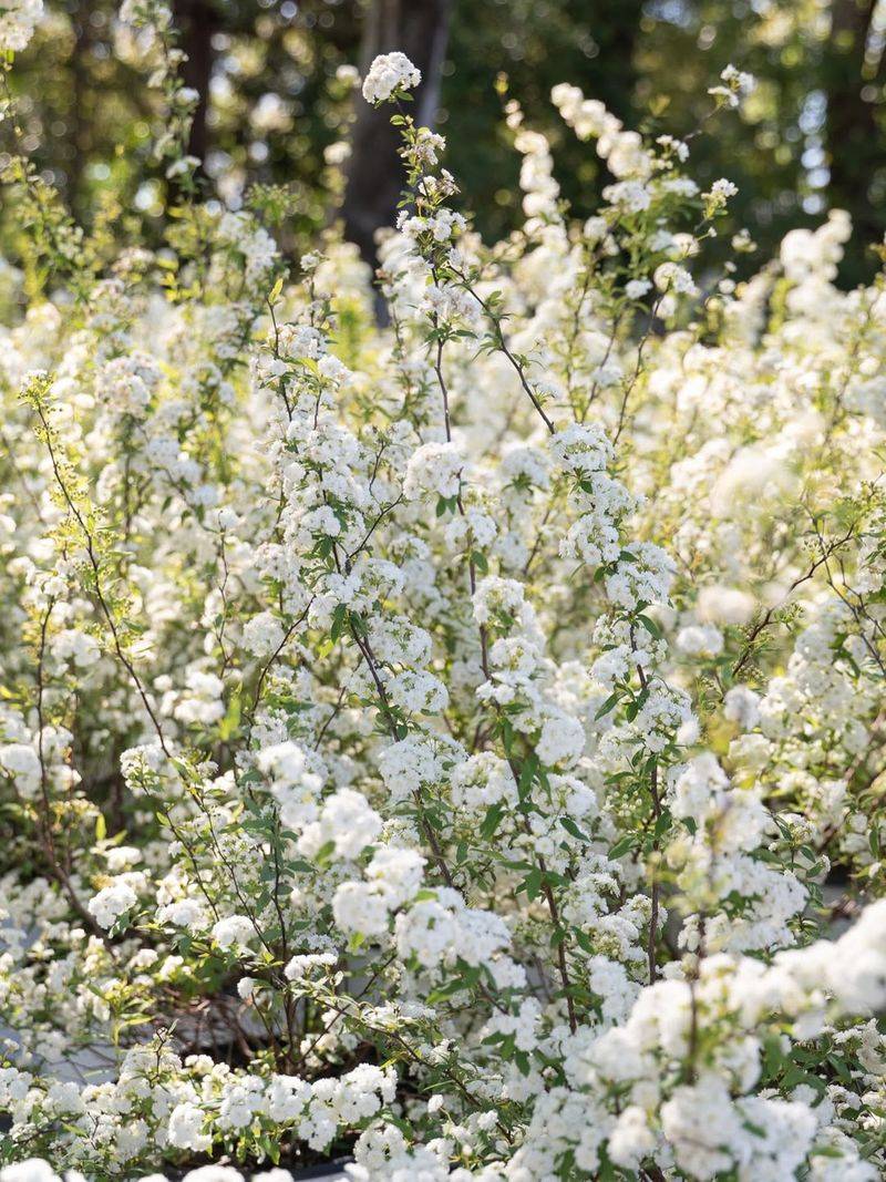 Spring Spirea Can Lose Its Next Flower Show