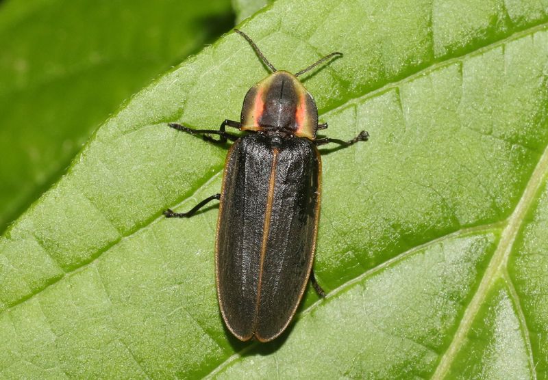Spring Treetop Flashers Are More Likely In East Texas Spring Treetop Flashers Are More Likely In East Texas