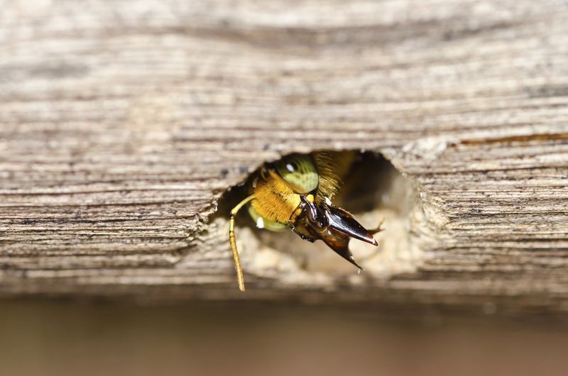 Spring Warmth Brings Bees Back To Wood Structures Spring Warmth Brings Bees Back To Wood Structures
