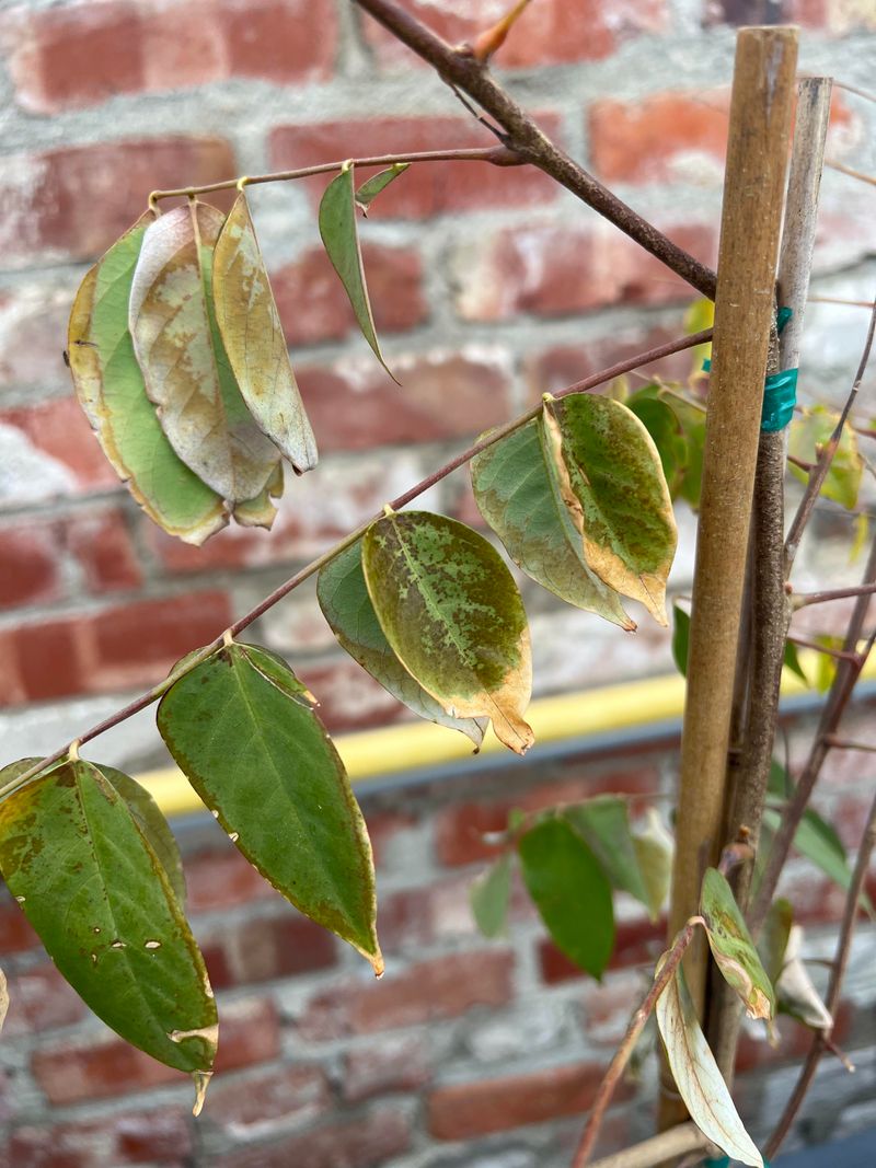 Spring Wind Pulls Moisture From Leaves And Fruit Spring Wind Pulls Moisture From Leaves And Fruit