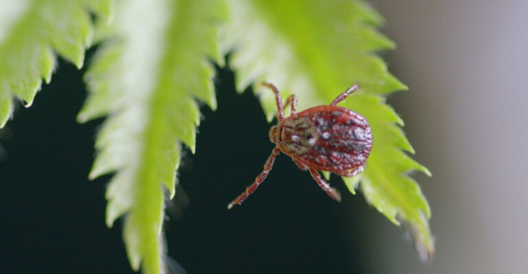 Spring Yard Cleanup Mistakes That Make Ohio’s Tick Season Start Earlier Than It Should
