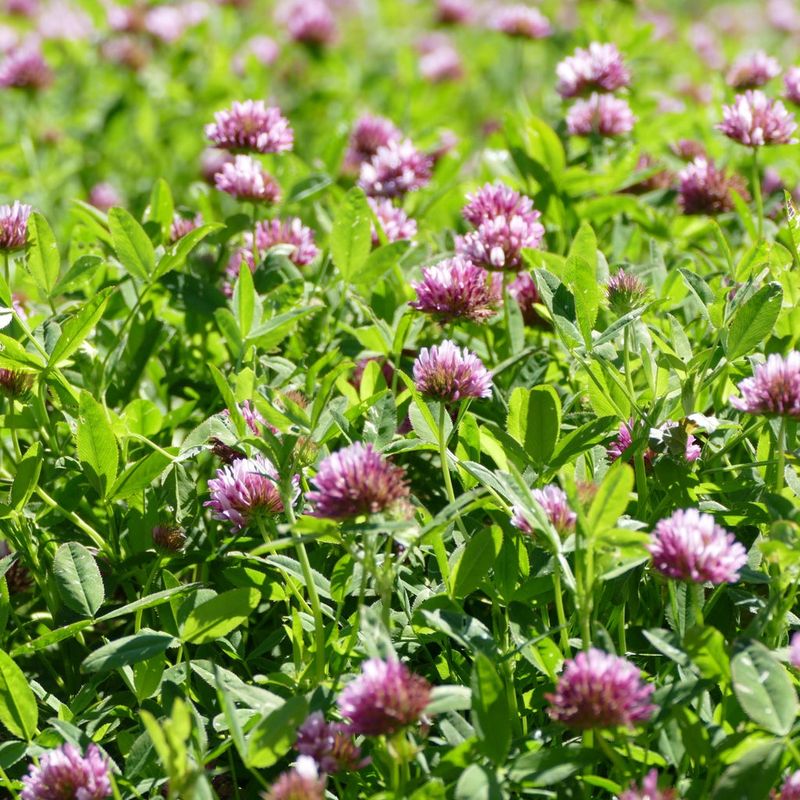 Springbank Clover Adds Low Cover And Pollinator Value Springbank Clover Adds Low Cover And Pollinator Value