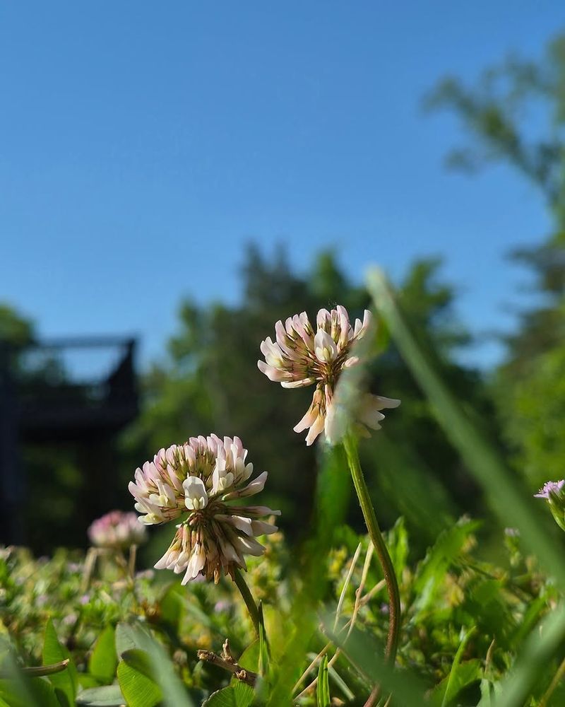 Springbank Clover