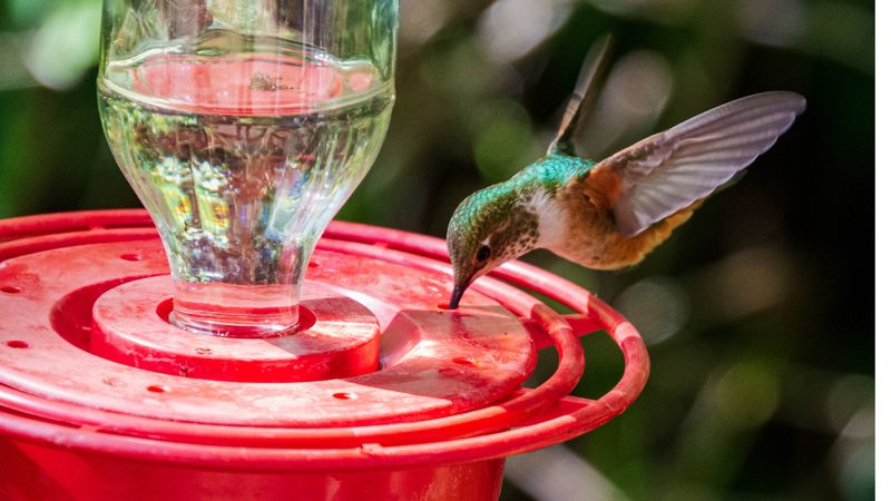 Sprinklers Hitting The Feeder Can Keep Them Away Sprinklers Hitting The Feeder Can Keep Them Away