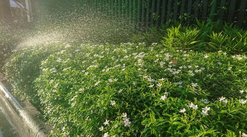 Sprinklers Often Miss The Root Zone Sprinklers Often Miss The Root Zone