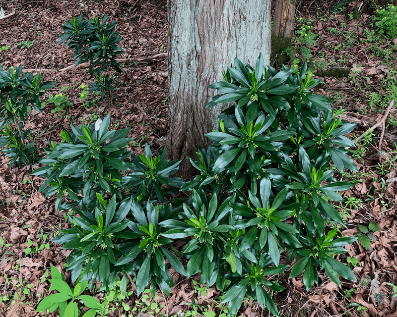 Spurge Laurel Takes Over Shady Understories Spurge Laurel Takes Over Shady Understories