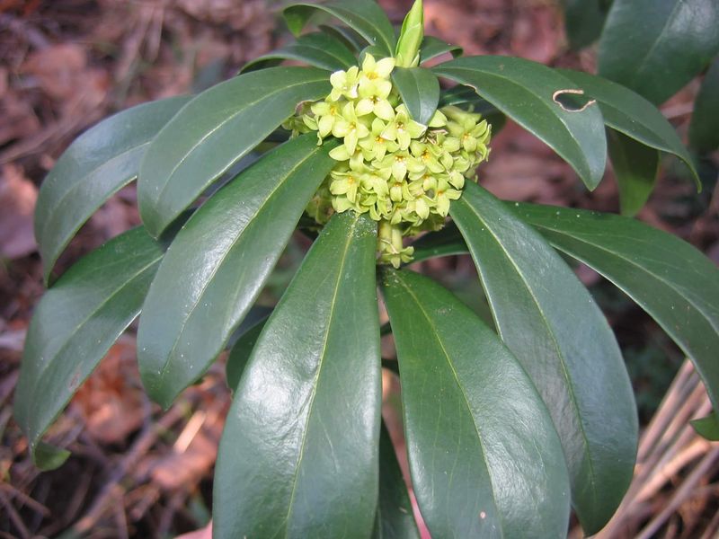 Spurge Laurel