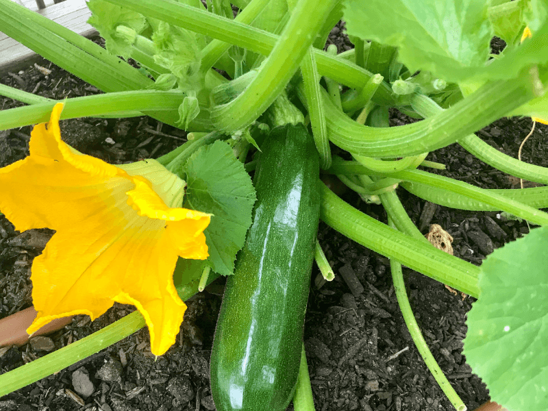 Squash At First Fruit Set Squash At First Fruit Set