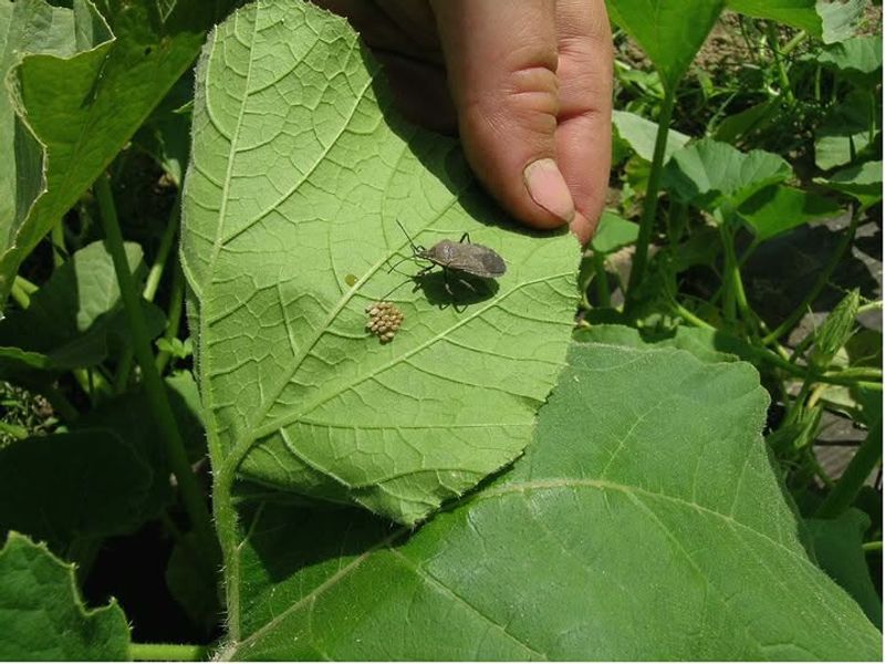 Squash Bugs Can Weaken Cucumbers And Squash Plants