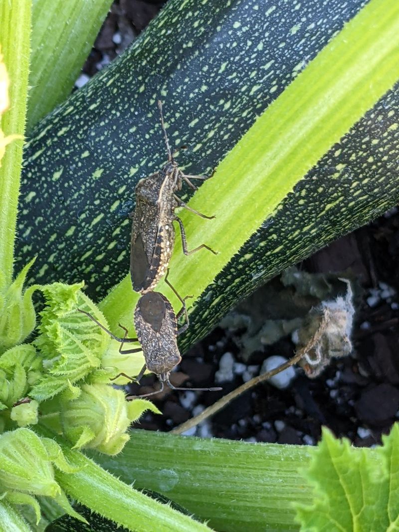 Squash Bugs Gather Around Stems And Leaves