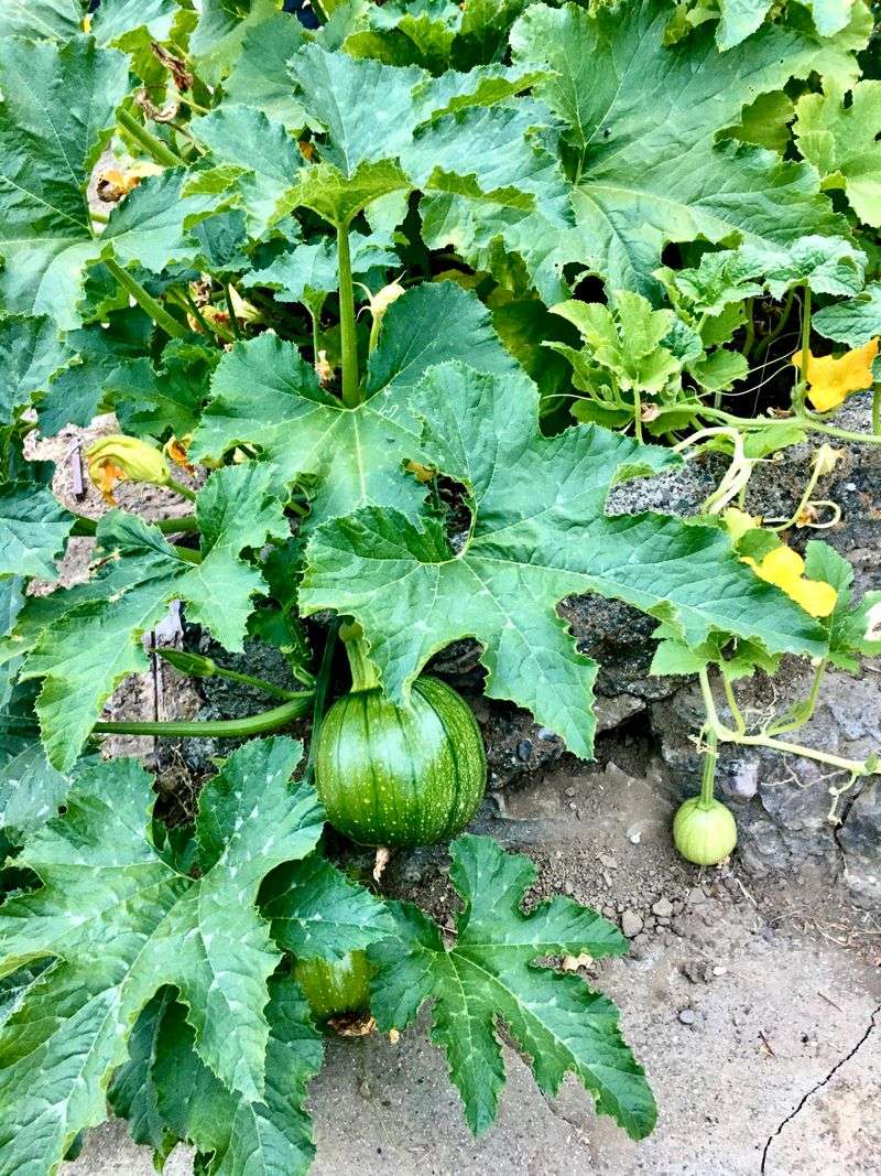 Squash Needs Space And Sun Power Squash Needs Space And Sun Power