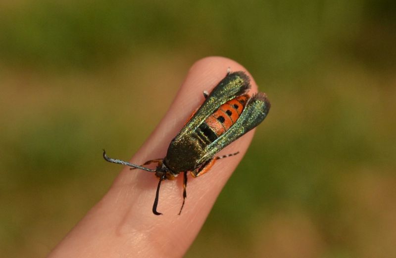 Squash Vine Borer